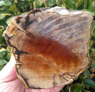 Face Cut Agate Petrified Wood Blue Mountains Oregon 1/4 Round Purple Red 3.  8lbs
