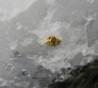 Very Rare Tsumoite With Gold Crystal - 3.  5 Cm - Bjorkdal Mine,  Sweden 24150