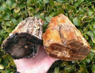 Two (2) Face Cut Petrified Wood Agate Rings Coal Mine Basin Owyhee Oregon 8.  8lbs