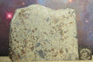 Nwa 6080 Ll4 Chondrite Meteorite 63.  5 Gram Part Slice With Chondrules And Metal