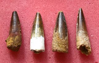 Four Spinosaurus Teeth From Morocco 1