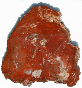 Large,  Rare,  Polished,  Permian,  Petrified Wood Round From Utah