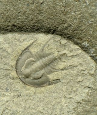Perfect Olenellus Gilberti Trilobite Fossil Part/counterpart,  Cambrian Nevada