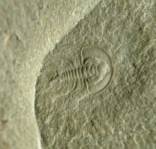 Perfect Olenellus gilberti trilobite fossil part/counterpart,  Cambrian Nevada 2