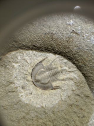 Perfect Olenellus gilberti trilobite fossil part/counterpart,  Cambrian Nevada 3