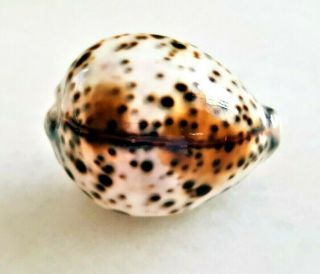 Seashell Cypraea Tigris Pardalis " Dalmatianensis " Shell