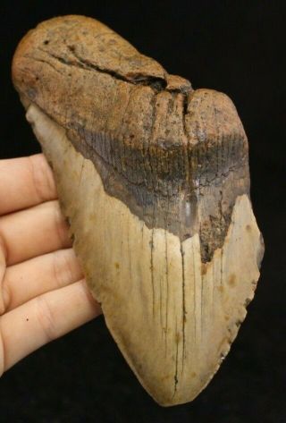 Megalodon Shark Tooth 5.  77 " Extinct Fossil Authentic Not Restored (cg12 - 87)