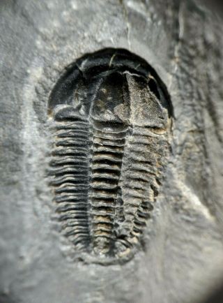 Uncommon Modocia Brevispina Trilobite Fossil,  Utah,  Marjum Formation