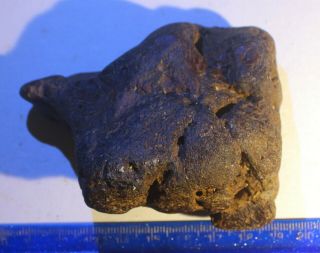 Rare Uk Fossil Ankylosaur Armoured Dinosaur Part Of Sacral Shield - Nr