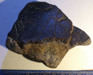 Rare UK Fossil Ankylosaur Armoured Dinosaur Part of Sacral Shield - NR 3