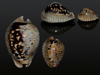 Seashell Cypraea Mus Mus David And Goliath.  Fantastic Pair 32.  4 - 53.  2 Mm