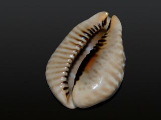 Seashell Cypraea mus bicornis dark Very horned and wide specimen 55.  2 mm 2
