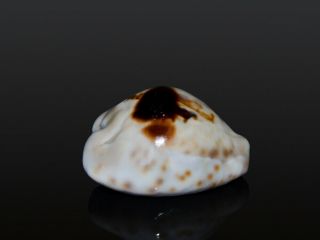 Seashell Cowrie Cypraea teulerei Outstanding dark pattern SUPERBA DARK 48.  1 mm 2