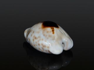 Seashell Cowrie Cypraea teulerei Outstanding dark pattern SUPERBA DARK 48.  1 mm 3
