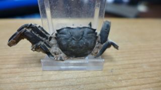 Geological Enterprises Pleistocene Fossil Crab Macrophthalmus Latreillei Africa
