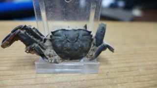GEOLOGICAL ENTERPRISES Pleistocene fossil crab Macrophthalmus latreillei Africa 2