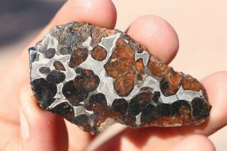 Sericho Meteorite Pallasite From Kenya Part Slice 12.  3 Grams