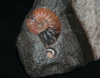 Ammonite Deshayesites Aconeceras Fossil Russia