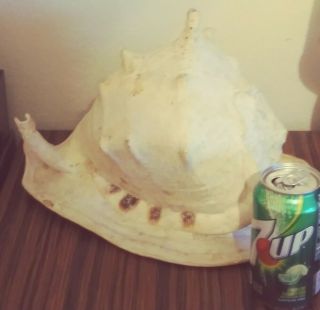 Huge Real Horned Queen Helmet Conch Sea Shell 13l X 9h Vintage 60s No Hole
