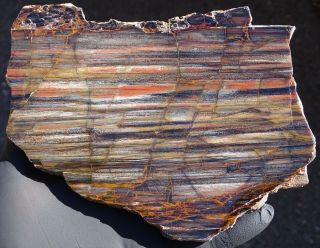 Mw: Petrified Wood Rip Cut Conifer - Bear Creek,  Oregon - Polished Slab
