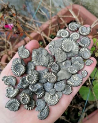 Over 35 Quality Fossil Pyrite Ammonites,  Lyme Regis,  Jurassic Age,  Uk