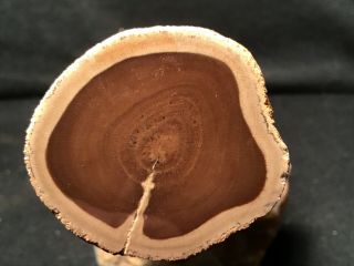 Rw Long " Petrified Wood Limb " From Mcdermitt Sale
