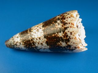 Conus imperialis,  Dark Pattern,  79.  1mm,  Hawaii Shell 2