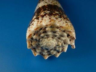 Conus imperialis,  Dark Pattern,  79.  1mm,  Hawaii Shell 3