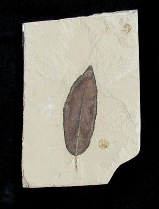 Extinctions - Textbook Populus Cinnamomoides Leaf Fossil - Color & Detail