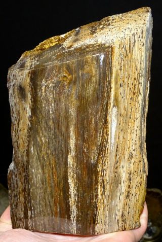 Mw: Petrified Wood Oak - Deschutes,  Oregon - Multi Face Polished Stand Up