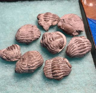 8 (eight) Old Sylvania,  Ohio Phacops Milleri Trilobite Crinoid Age Fossil No Prep