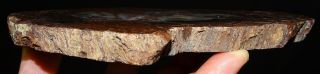 Mw: Petrified Wood RED CONIFER - India - Polished Slab 2