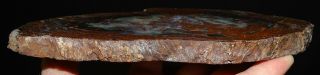 Mw: Petrified Wood RED CONIFER - India - Polished Slab 3