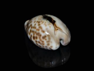 Seashell Cypraea teulerei FANTASTIC PATTERN COLORFUL 44.  1 mm 2