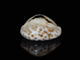 Seashell Cypraea teulerei FANTASTIC PATTERN COLORFUL 44.  1 mm 3
