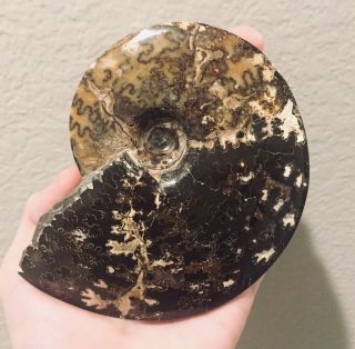 Rare Montana Fossil Ammonite Big Placenticeras Sp.  Cretaceous 5 Inches