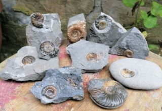 Lyme Regis Fossil Ammonites Caenisites Microderoceras Promicroceras Jurassic Age