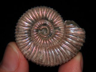 Ammonite Peltoceras Constantii Fossil Russia