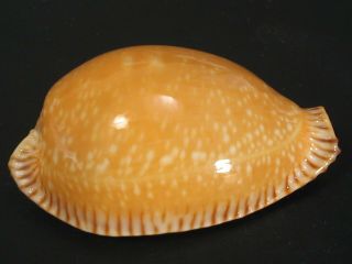 Collector Fave.  Cypraea Guttata 49.  9mm China Seashell