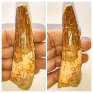 S3 - Great 4.  05 Inch Rooted Spinosaurus Dinosaur Tooth Cretaceous Kemkem Beds