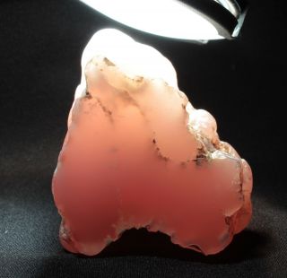 Pink Agate (chalcedony) Wood From Texas Springs,  Nevada 147 Grams Miocene