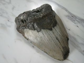 Fossil Megalodon Shark Tooth,  4 3/16 Inches Thick Root.