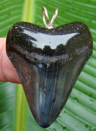 Juvenile - Megalodon Shark Tooth Necklace - 1 & 13/16 In.  Real Fossil - Not Fake