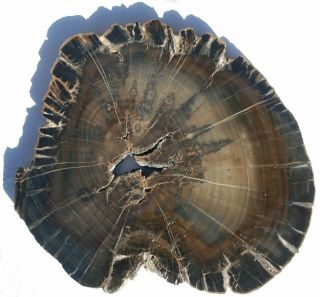 Very Large,  Polished Utah Petrified Wood Round - Woodworthia