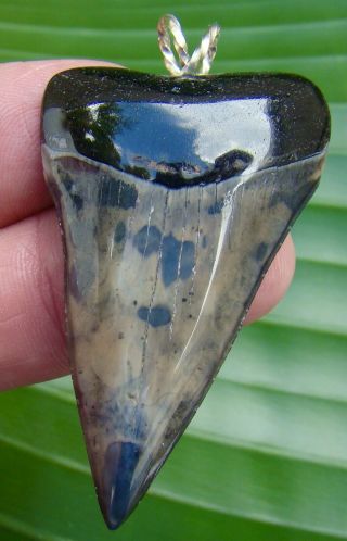 Mako Shark Tooth Necklace - 2.  25 - Sterling Silver - Real Fossil - Quality