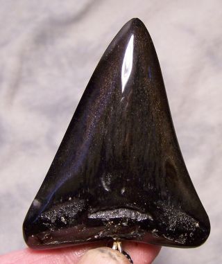 Megalodon Shark Tooth 2 5/8 " Fossil Shark Teeth Necklace Pendant Diamond Jaw