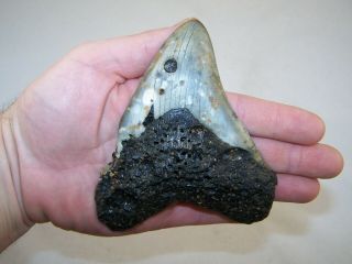 5.  09 " Megalodon Fossil Shark Tooth Teeth - 6.  8 Oz - No Restoration - Not Dinosaur