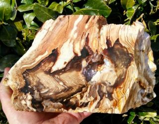 Large Cut Herringbone Petrified Wood Agate Druzy Mcdermitt Nv Tight Grain 9lbs