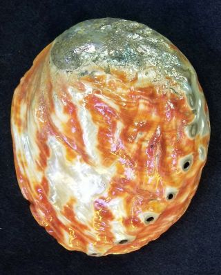 Huge 8 - Inch Red Abalone Shell Polished Inside And Out