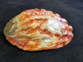 Huge 8 - inch red abalone shell polished inside and out 3
